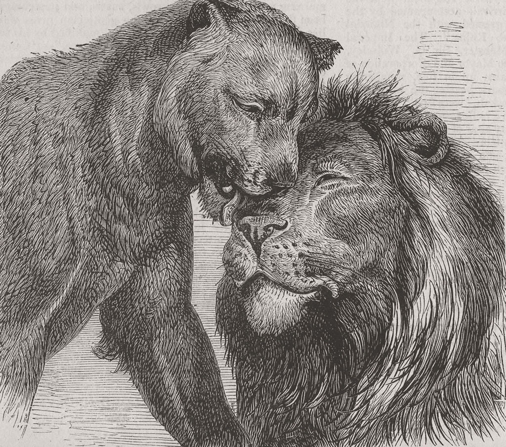 LIONS. The Kiss of Peace 1874 old antique vintage print picture